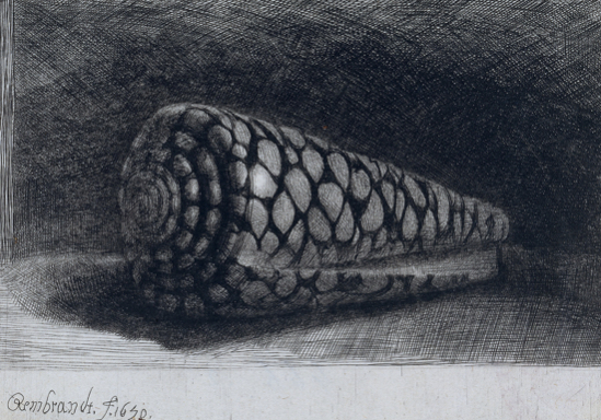 Rembrandt Shell